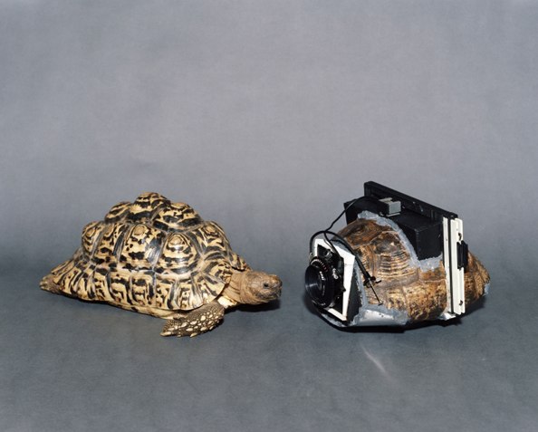Turtleshell camera by Taiyo Onorato and Nico Krebs via Flavorwire
