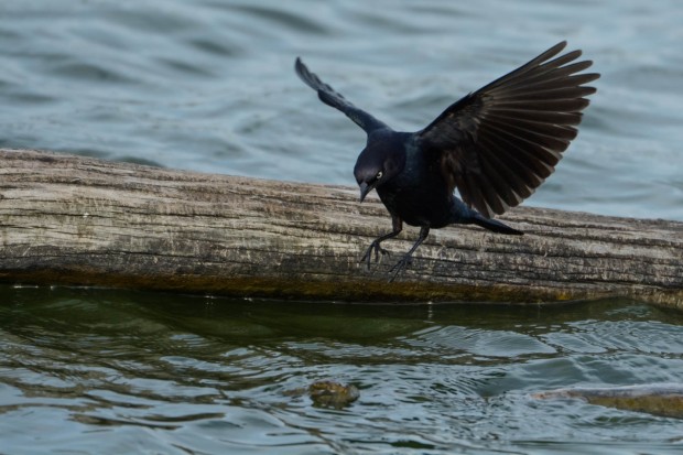 Blackbird in flight. Image © Sohail Mamdani