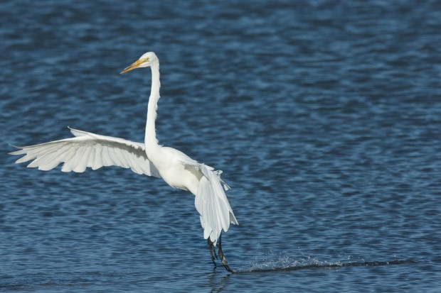 Great Egret touchdown. Shot with a 1Dx and a Canon 600mm f/4 II